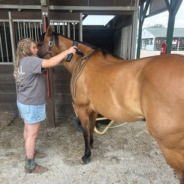 Razz's favorite thing..... massages with the therapy gun.