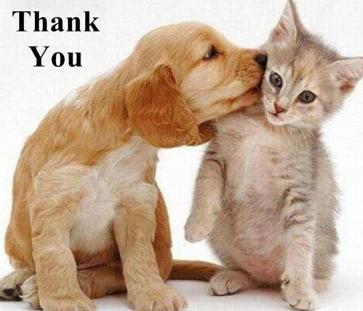 A puppy gently nuzzles a kitten with 'Thank You' text above.
