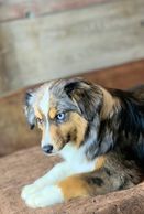 Toy Australian Shepherd, Toy Aussie, puppies for sale