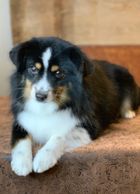 Toy Australian Shepherd, Toy Aussie