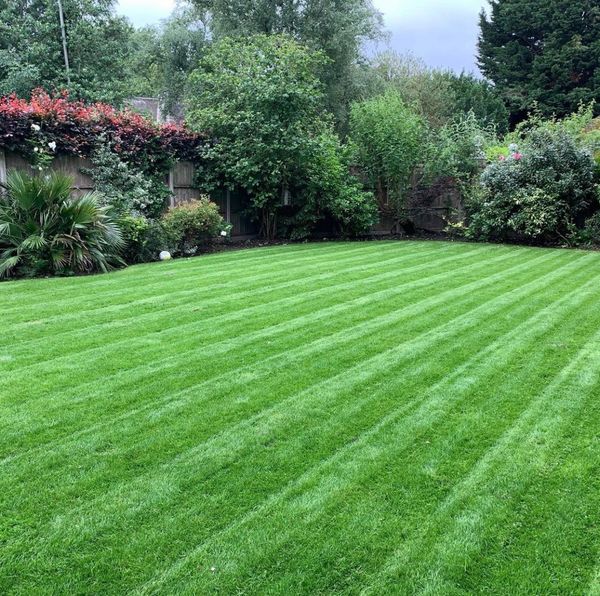 Fresh lawn mowing stripes after Lawngevity mowed grass