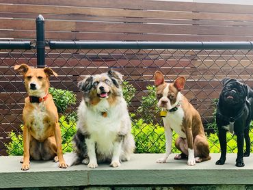 Family run boutique dog walking company