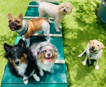 Happy doggo clients!