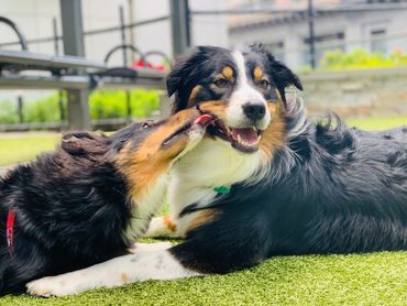 Serving Downtown Brooklyn and Boerum Hill! Dog Walking and Pet Sitting