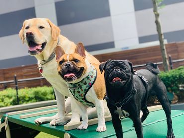 5 star yelp review dog walkers