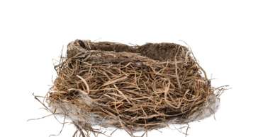 Birds nest for decorative purpose to describe the removal process during a Clean Sweep chimney sweep.