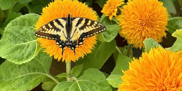 A yellow and black butterfly on a bright orange flower.