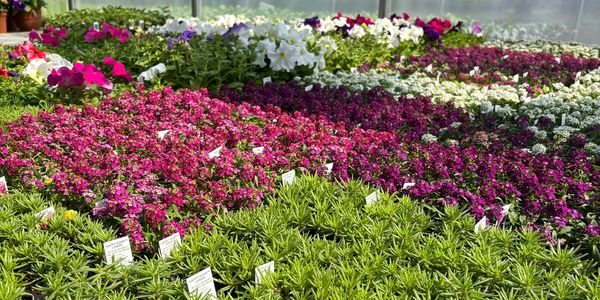 Rows of vibrant flowering plants in a greenhouse, labeled with tags.