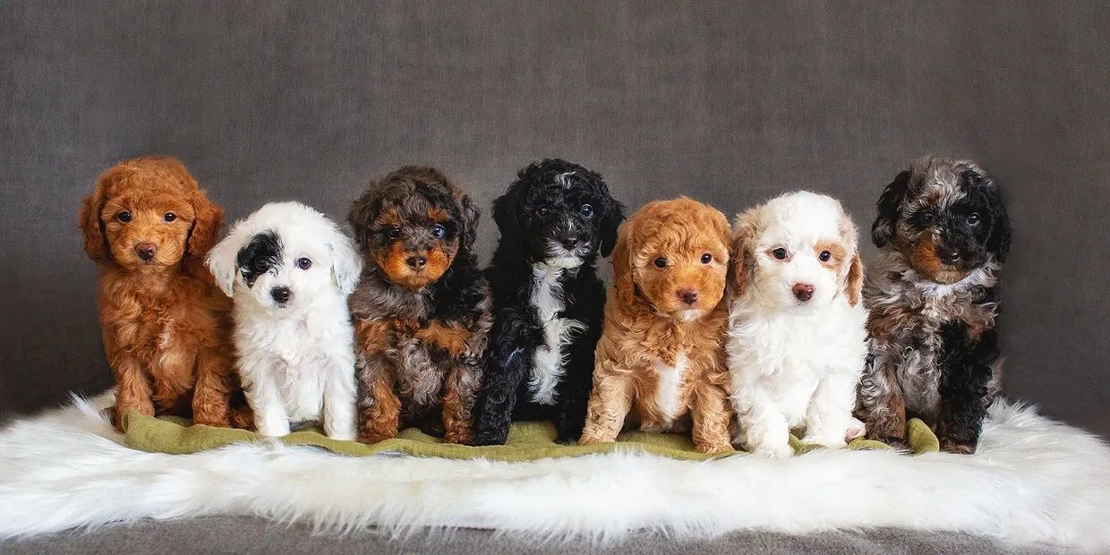 A row of seven adorable multicolored puppies sitting on a blanket.