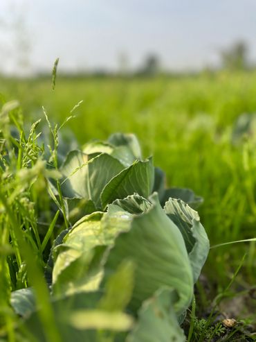 Green cabbage plants growing in a lush field under sunlight.