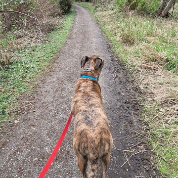 A brindle dog with a blue collar on a red leash walking on a forest path.