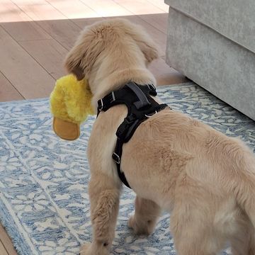 Golden retriever puppy with a toy in its mouth, standing on a blue patterned rug.