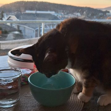 Cat drinking water from a blue bowl by the window at sunset.