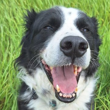 Happy black and white dog smiling outdoors.