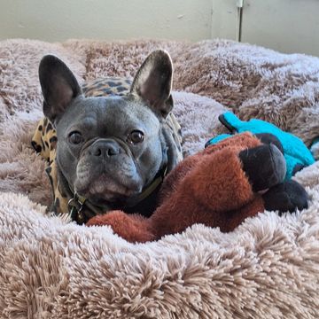 French Bulldog lying on a fluffy bed with a toy.