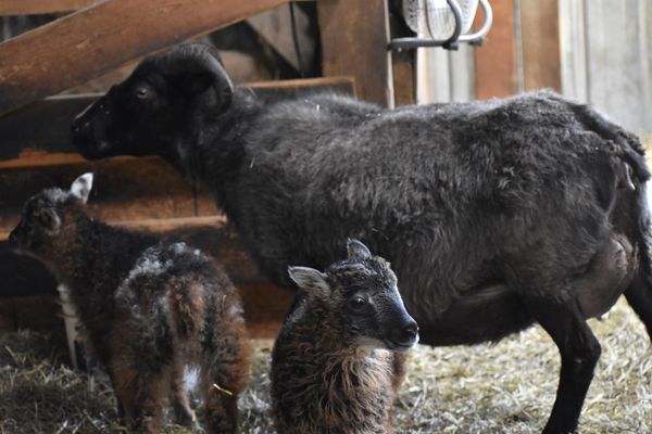 Rosa with Olga and Olena