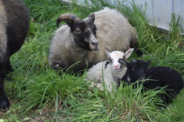 Dina (Undina) with Zoey and Rok