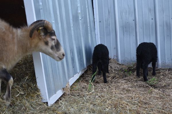 Violetta with lambs Birna & Ditte