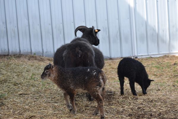 Ny with Pancakes and Sweet Tea