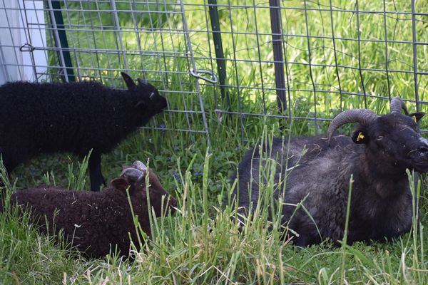 Ebony with her lamb named Ninety Percent