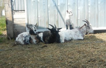 goats by barn
