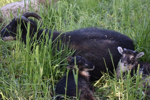 Aurora with Nugget & Brokkr
