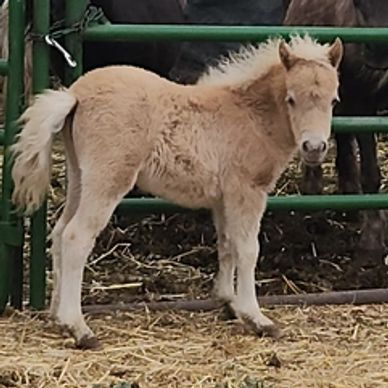 A fluffy light brown foal standing in a fenced area.