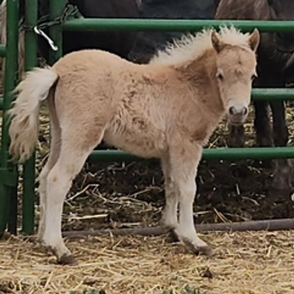 A fluffy light brown foal standing in a fenced area.