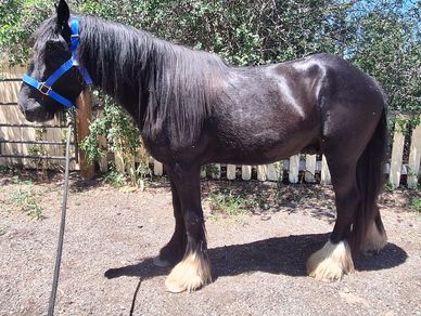 Black horse with a blue halter standing outside.