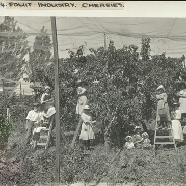 New Zealand Cherry trees historical photo with bird nets to protect the fresh cherries