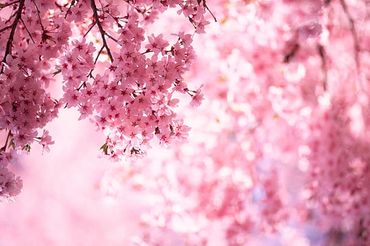 New Zealand Cherry Blossom
