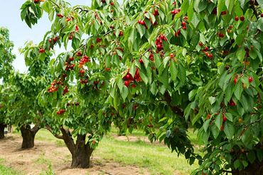 Fresh Cherries on a tree, Cromwell New Zealand