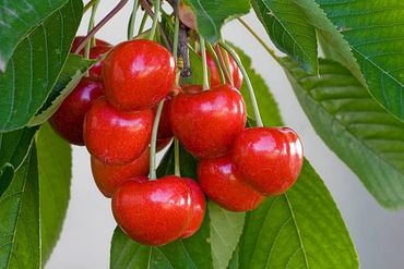 Ripe Cherries ready to eat