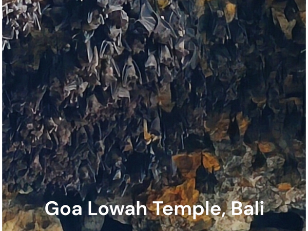 Thousands of live bats hanging from a cave ceiling at Goa Lowah Temple in Candidasa, Bali.