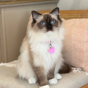 Fluffy cat with blue eyes sitting on a chair with a pink pillow.