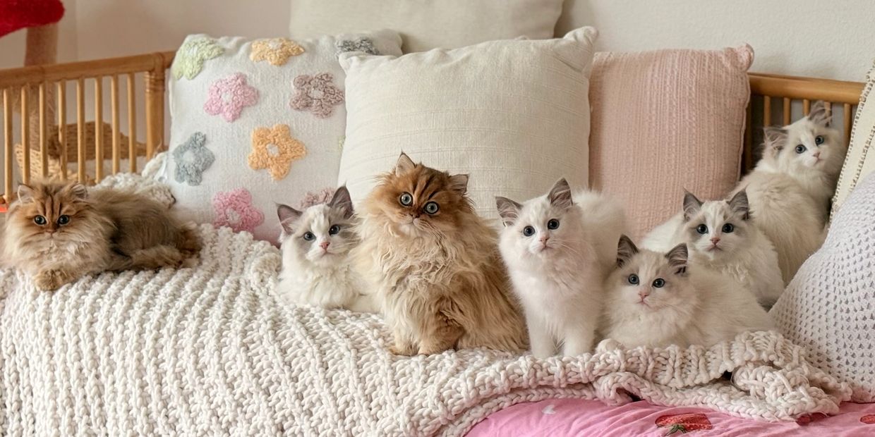 Seven fluffy cats sitting on a cozy knitted blanket amidst soft pillows on a wooden couch.