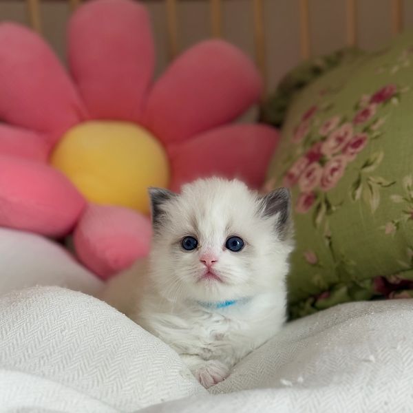 Fluffy white kitten with blue eyes resting on a cozy bed with colorful pillows.