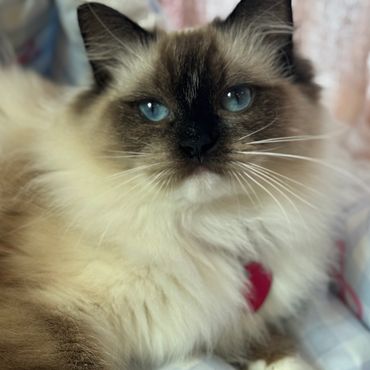 Fluffy cat with striking blue eyes resting on a checkered cushion.