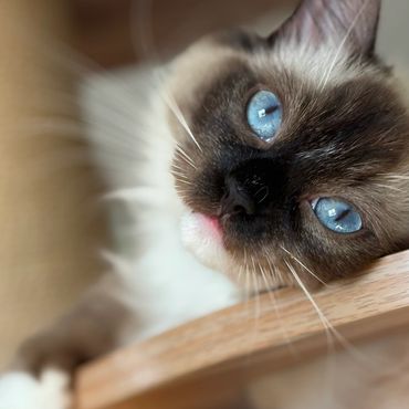Close-up of a Siamese cat with striking blue eyes resting on a wooden surface.