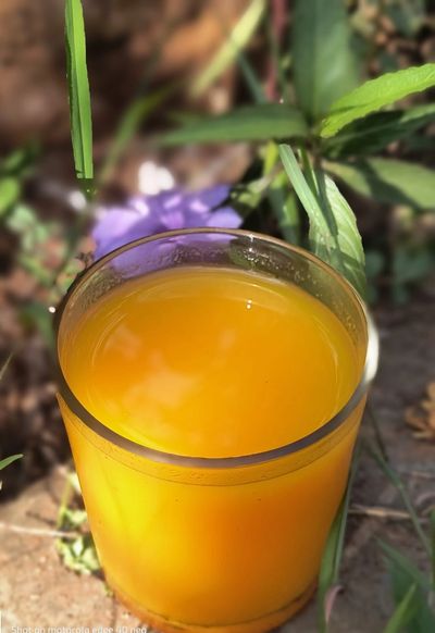 A glass of mango juice made from Satwaj concentrated Ratnagiri mango pulp, outdoors with plants.