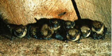 Bats, bat removal, bat exclusion, bats