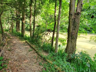 A forest path alongside a river.