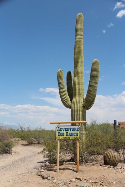 Our ranch where we provide dog boarding services in Tucson, AZ