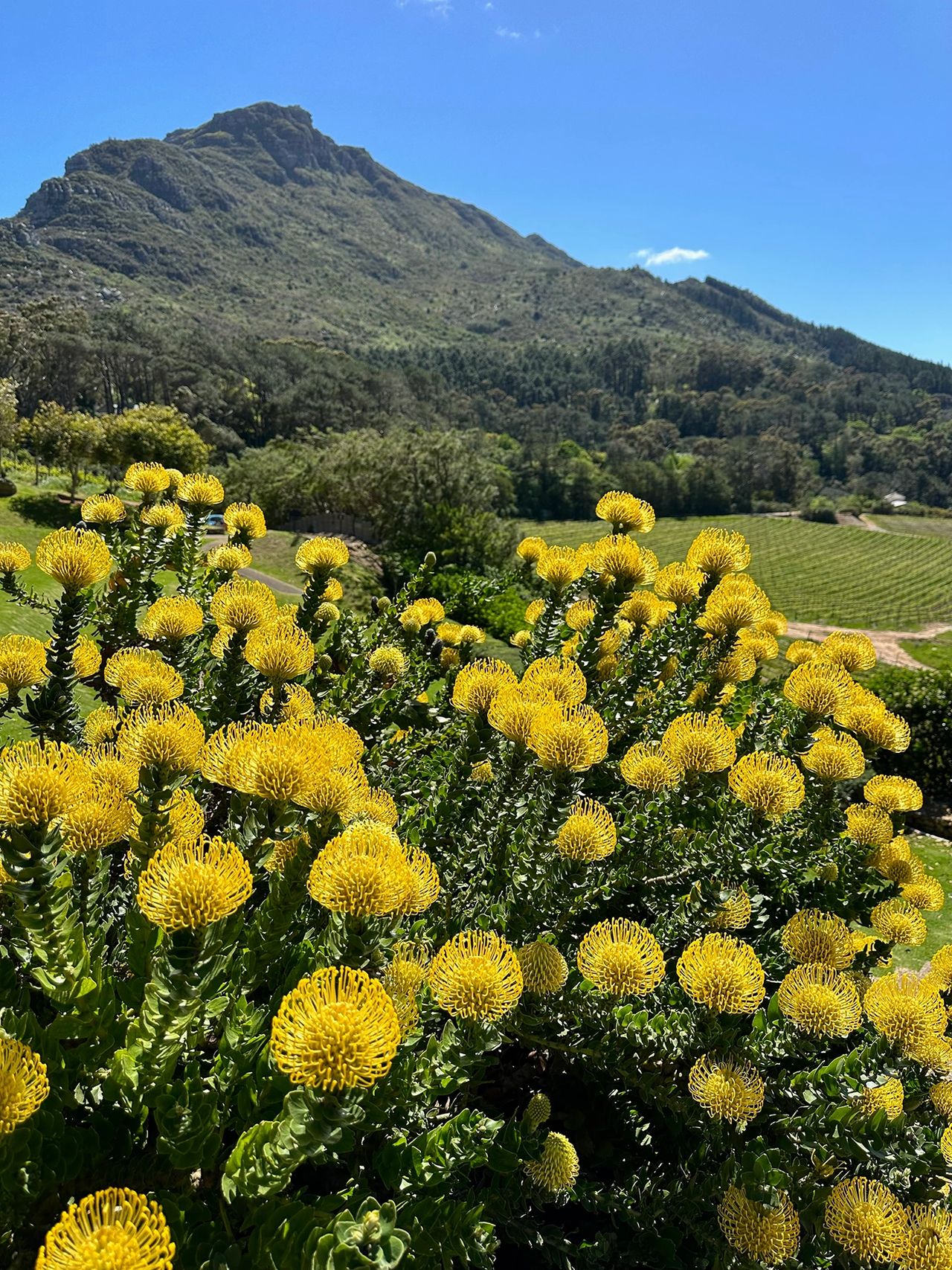 This vibrant photo captures the lush landscapes and iconic yellow pincushion proteas at Beau Constantia, a boutique wine estate nestled in the hills of Cape Town’s Constantia Valley. With panoramic mountain views, beautifully manicured vineyards, and an intimate tasting room, Beau Constantia offers one of the most scenic and stylish wine tasting experiences in the region. A must-visit for wine lovers, nature enthusiasts, and anyone looking to unwind in one of the oldest wine-producing areas in the Southern Hemisphere. Bright yellow pincushion proteas at Beau Constantia Wine Estate with Constantia mountain backdrop near Cape Town