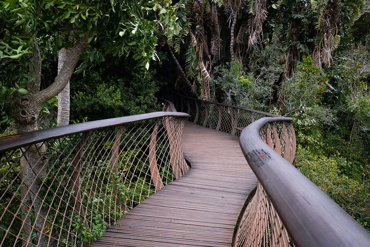 This photo captures the iconic Boomslang Canopy Walkway at Kirstenbosch National Botanical Garden in Cape Town, South Africa. Elevated above the treetops, this curved wooden bridge winds through lush indigenous forest, offering sweeping views of Table Mountain and the surrounding gardens. It’s one of the most unique and peaceful ways to experience the biodiversity of the Cape Floral Kingdom—perfect for nature lovers, photographers, and those seeking a tranquil escape in the heart of the city. Boomslang Tree Canopy Walkway curving through indigenous forest at Kirstenbosch Gardens, unique Cape Town guide attraction