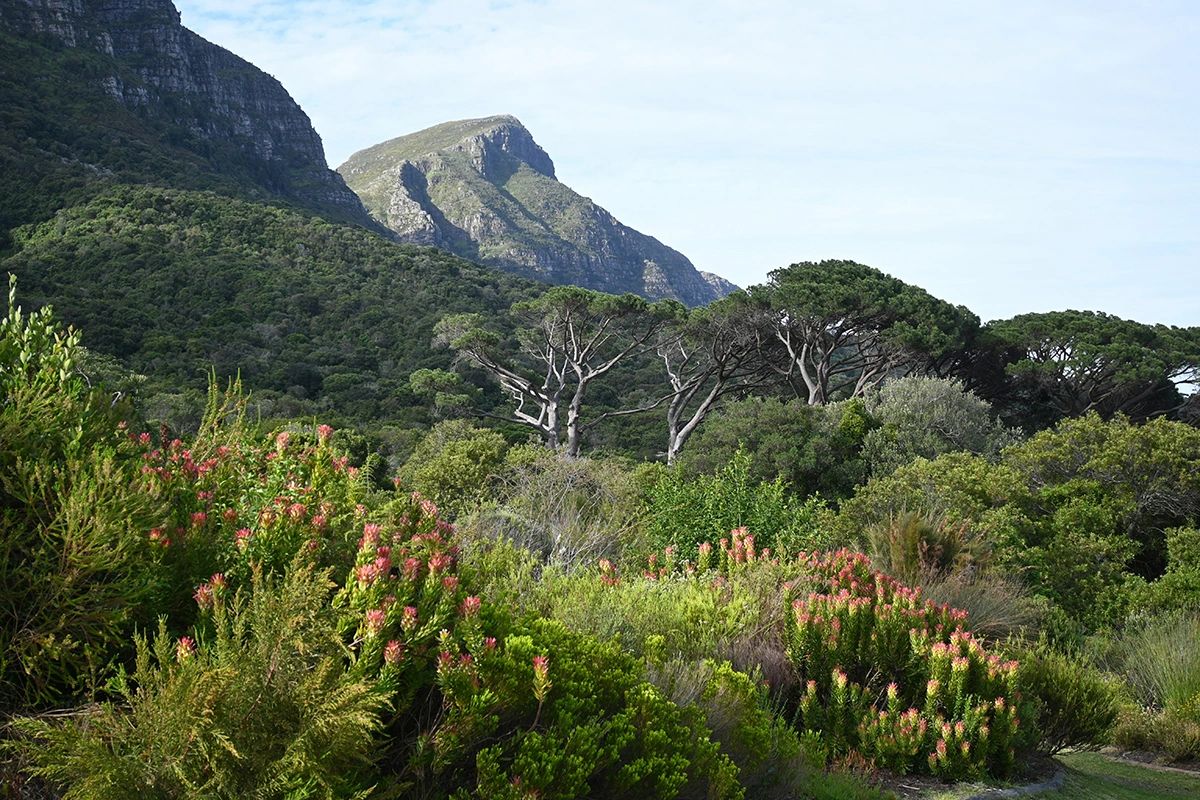 This scenic photo captures the lush landscapes and unique plant life of Kirstenbosch National Botanical Garden in Cape Town, South Africa. Nestled against the eastern slopes of Table Mountain, Kirstenbosch is home to indigenous flora, vibrant proteas, and peaceful walking trails—making it one of the most spectacular botanical gardens in the world. A must-visit for nature lovers, photographers, and anyone looking to experience the natural beauty of South Africa. garden landscapeKirstenbosch National Botanical Garden with proteas, aloes, and mountain backdrop—UNESCO World Heritage Site in Cape Town