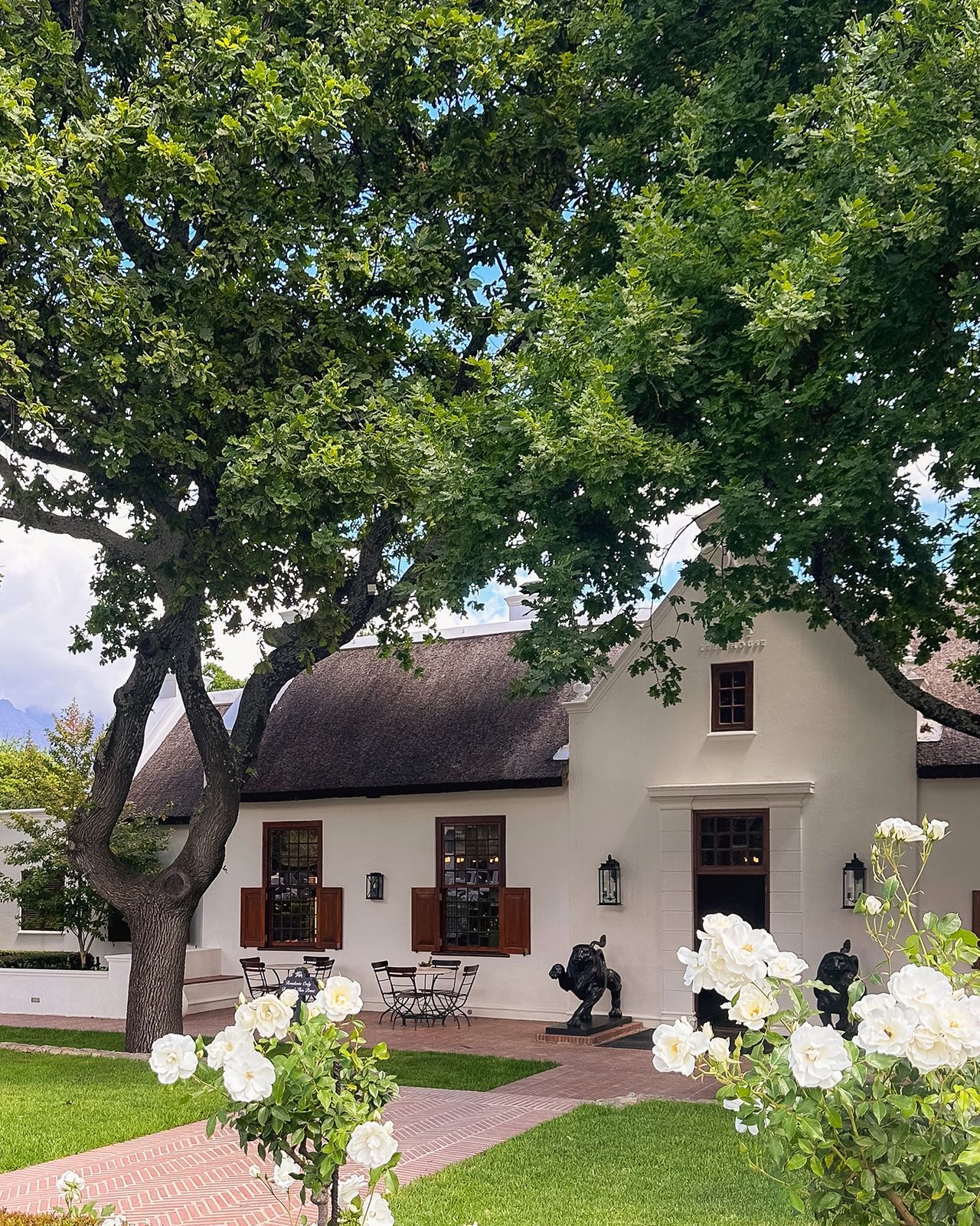 Leeu Collection estate in Franschhoek with thatched Cape Dutch building, white roses, and bronze leopard statues