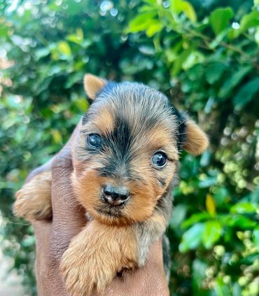 Merle yorkie female
$2500