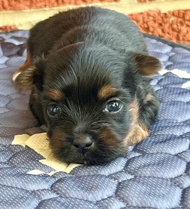 Dark traditional male yorkie
$2000