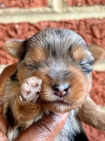 Merle yorkie $2500